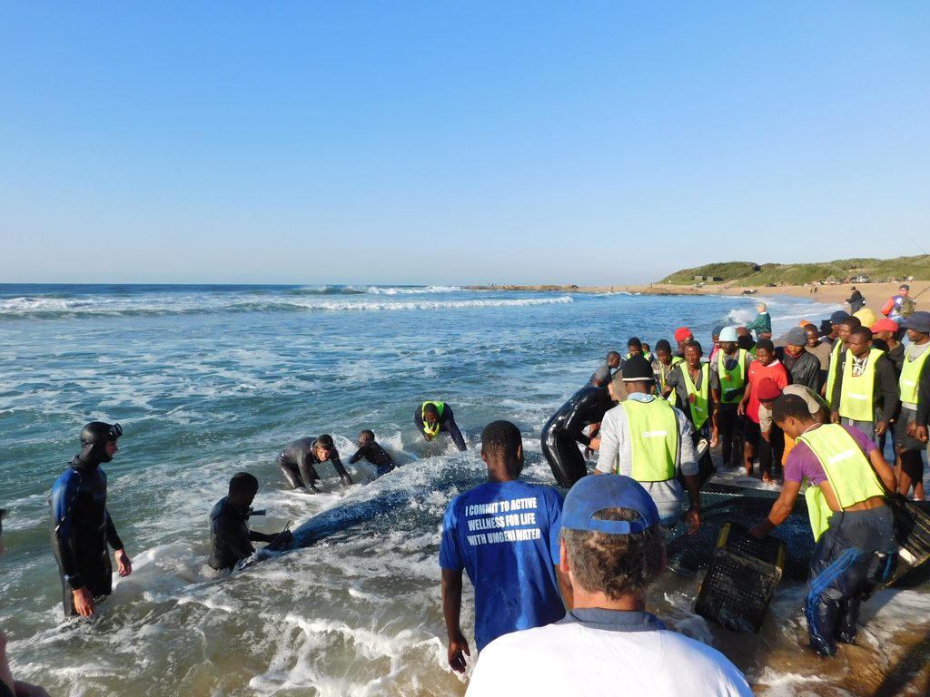Sardine time in Pumula.