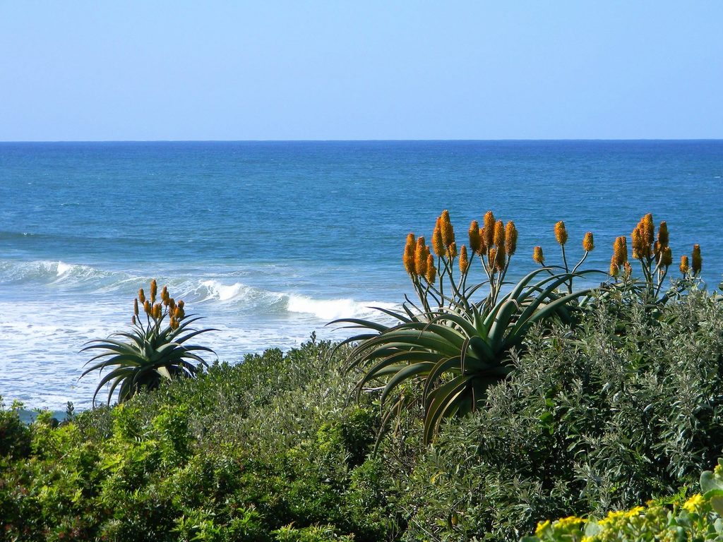 Umtentweni Beach showing off the aloes in bloom.